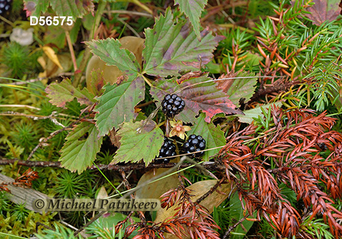 Northern Dewberry (Rubus flagellaris)